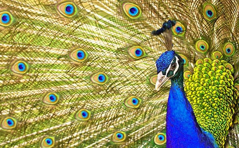 ����ȸ�|���w�����ҽ̌W(xu��)�O(sh��)Ӌ(j��)