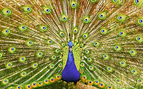 �P(gu��n)�ڡ���ȸ�|���w�����x��У�ͨ��22ƪ��