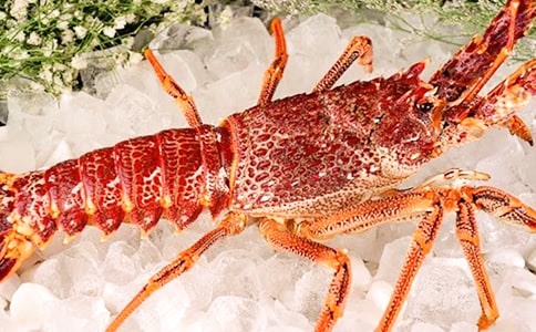 一次難忘的經(jīng)歷巧遇龍蝦脫殼五年級優(yōu)秀作文