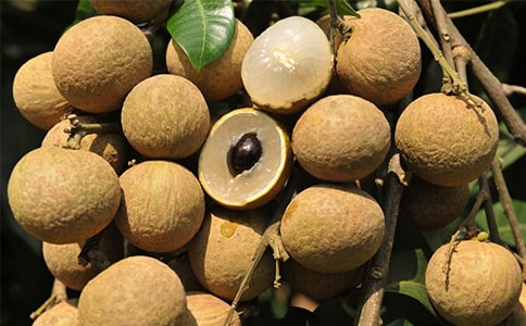 關(guān)于龍眼的功效和作文介紹說明