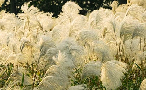 С�W(xu��)����(y��u)�����ģ�������JȔ