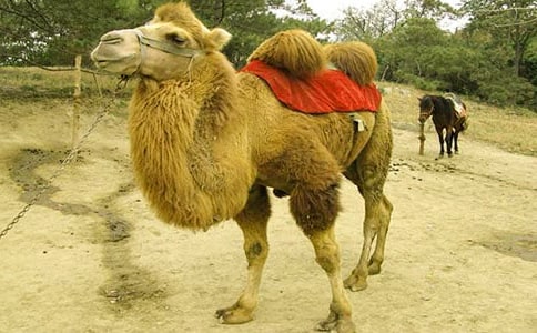 第一次騎駱駝三年級(jí)優(yōu)秀作文(精選25篇)