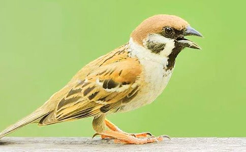 �P(gu��n)����ȸ���꼉(j��)���ĺϼ���ƪ