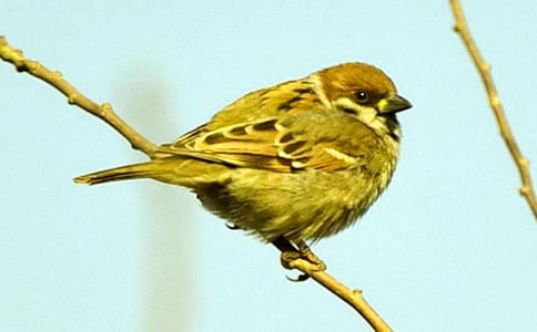 麻雀的作文700字(精選18篇)