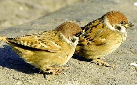 ����ȸ���Ľ̌W(xu��)�O(sh��)Ӌ