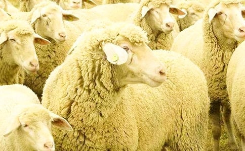 �Ҳ���һֻܛ�d�����꼉(j��)����