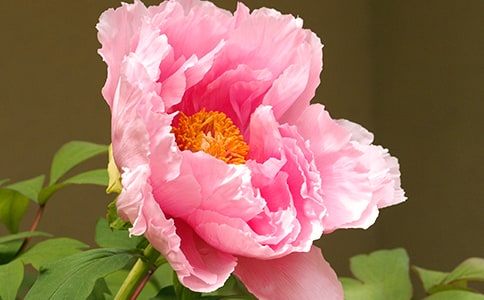 美麗的牡丹小學(xué)作文