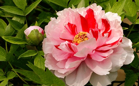 游牡丹江鏡泊湖作文800字