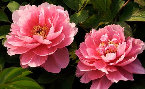 寫(xiě)牡丹花的作文范文(通用105篇)