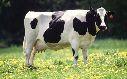 һ�^��ţ��ͯԒ����