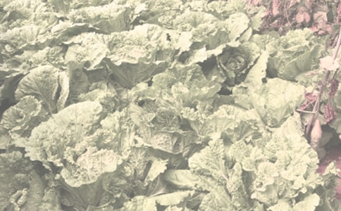 農(nóng)作物種子購銷協(xié)議書