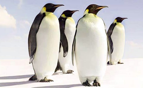 企鵝作文300字(精選45篇)