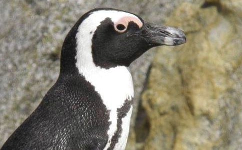 企鵝說明文(精選37篇)