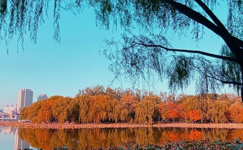 【精選】秋日作文300字6篇