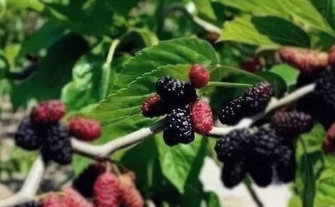 ��ɣ��С�W������