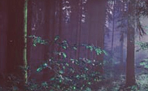 ��ɭ�ֈ󡷵��x��У����x15ƪ��