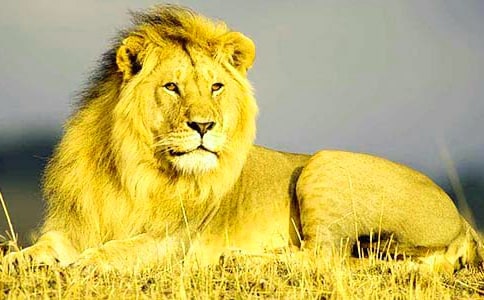 ����ֻС�{�ӡ���(y��u)��̌W(xu��)�O(sh��)Ӌ��ͨ��3ƪ��