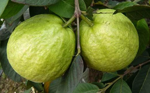 ��ʯ�񻨵�����5ƪ