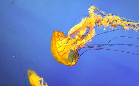 似水母愛(ài)作文450字