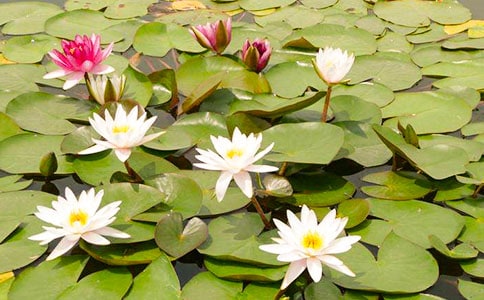 �`�ŵ�˯ɏС�W(xu��)���꼉����