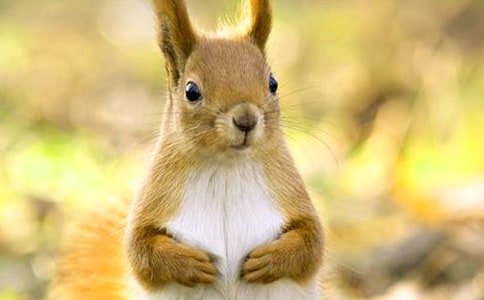 《松鼠》的優(yōu)秀教學(xué)反思