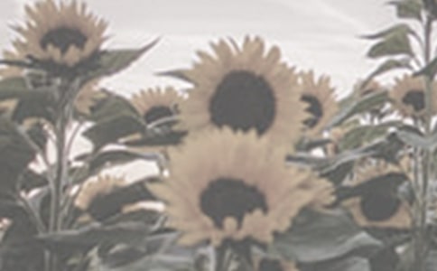 【熱】太陽(yáng)花作文