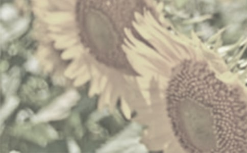 有關(guān)太陽花的作文范文3篇