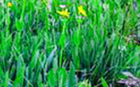 【必備】三年級(jí)田野作文三篇