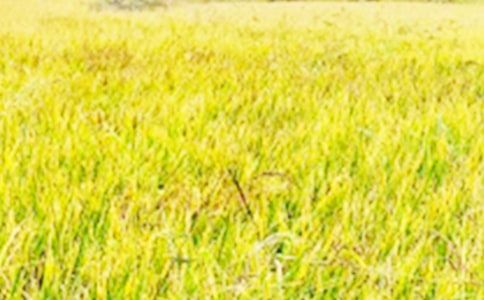 С�W���꼉��������Ұ����