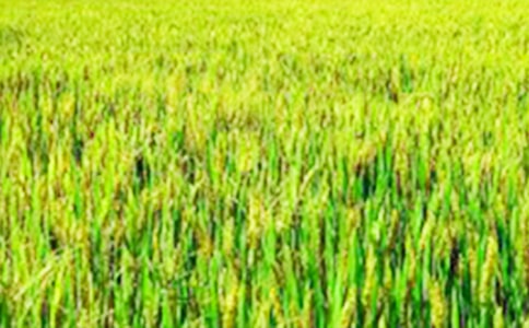 【精品】三年級(jí)田野作文3篇