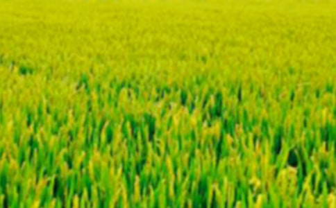 三年級(jí)田野作文300字3篇