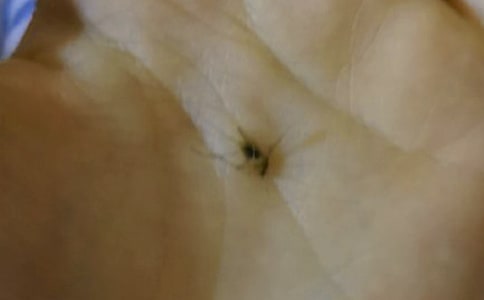 給蚊子的一封信匯編15篇