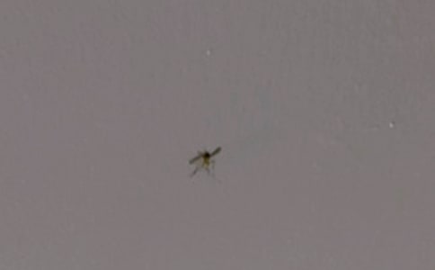 給蚊子的一封信