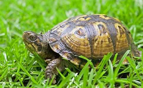 �P�����Ğ����̌W�OӋ