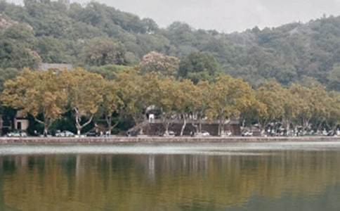 【必備】西湖作文300字五篇