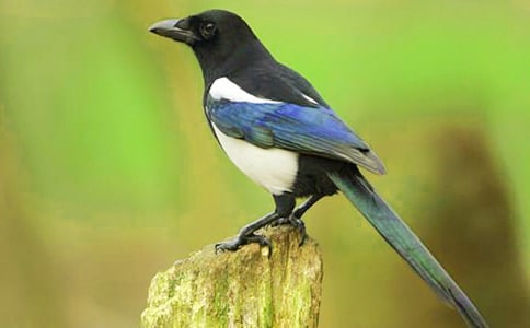 喜鵲童話作文匯編九篇