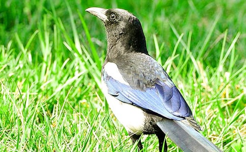 一年級(jí)下冊(cè)部編版《樹和喜鵲》教學(xué)反思范文(通用5篇)