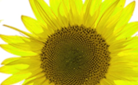 關(guān)于向日葵六年級(jí)作文六篇