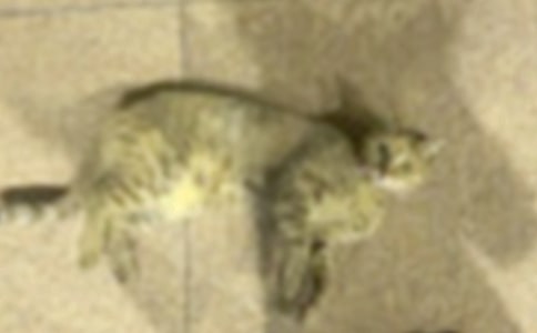 ��һ���B(y��ng)С؈����