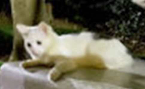 С؈�������꼉����1000��