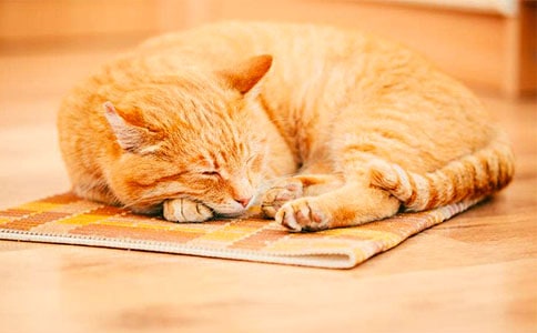 С���Ӻ�С؈����