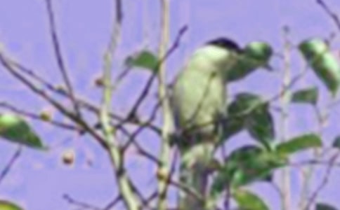 ��ϲ�g��С�B����(�R��11ƪ)