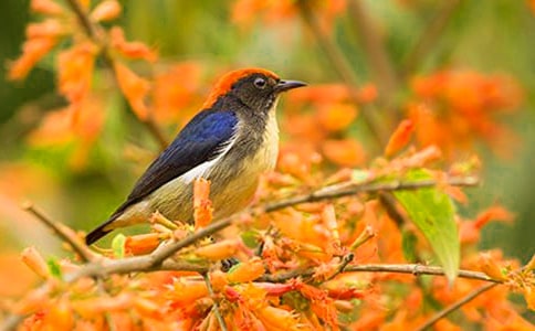 逗小鳥作文(3篇)