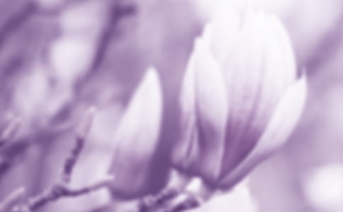 有關(guān)玉蘭花四年級(jí)作文集合10篇