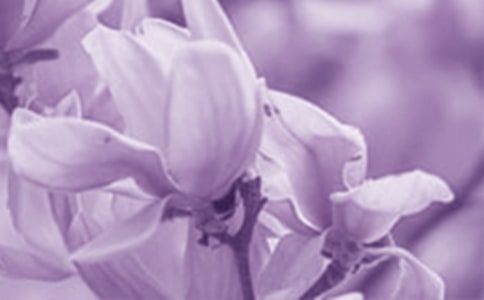 玉蘭花開750字高二敘事作文