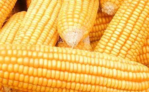 玉米作文300字3篇