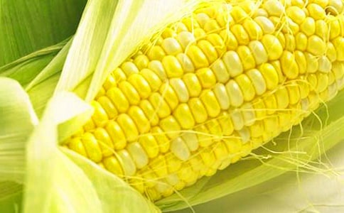 寫玉米的作文300字4篇