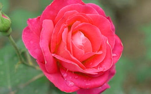 描寫月季花的擬人句