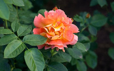 �¼����_������