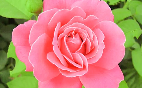 美麗的月季花_350字